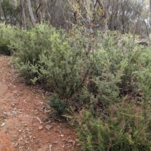 Grevillea alpina at Glenroy, NSW - 11 Jun 2023 01:58 PM