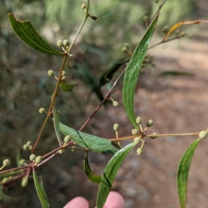 Acacia verniciflua at Glenroy, NSW - 11 Jun 2023