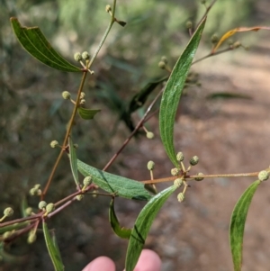 Acacia verniciflua at Glenroy, NSW - 11 Jun 2023 01:58 PM