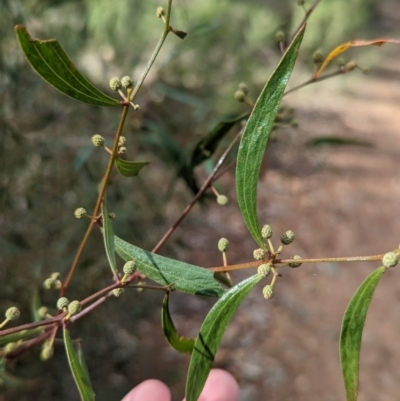 Acacia verniciflua (Varnish Wattle) at Glenroy, NSW - 11 Jun 2023 by Darcy