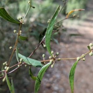 Acacia verniciflua at Glenroy, NSW - 11 Jun 2023 01:58 PM