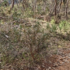 Acacia verniciflua at Glenroy, NSW - 11 Jun 2023 01:58 PM