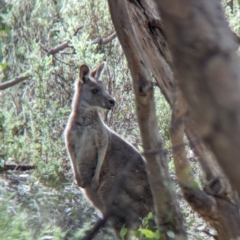 Macropus giganteus (Eastern Grey Kangaroo) at Albury - 11 Jun 2023 by Darcy