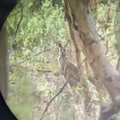 Macropus giganteus at Glenroy, NSW - 11 Jun 2023 01:59 PM