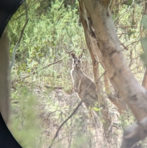 Macropus giganteus at Glenroy, NSW - 11 Jun 2023