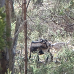 Capra hircus (Goat) at Nail Can Hill - 11 Jun 2023 by Darcy