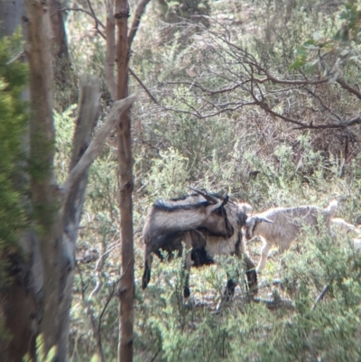 Capra hircus (Wild Goat) at Glenroy, NSW - 11 Jun 2023 by Darcy