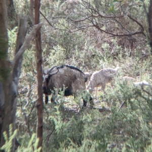 Capra hircus at Glenroy, NSW - 11 Jun 2023