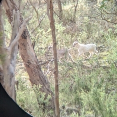 Capra hircus at Glenroy, NSW - 11 Jun 2023