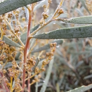 Acacia boormanii at Watson, ACT - 12 Jun 2023