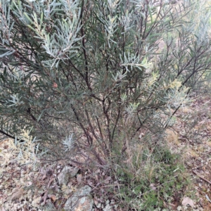 Acacia boormanii at Watson, ACT - 12 Jun 2023