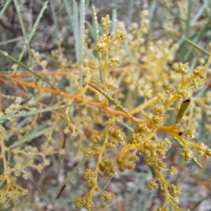 Acacia boormanii at Watson, ACT - 12 Jun 2023