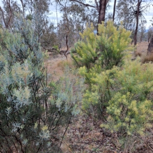 Acacia boormanii at Watson, ACT - 12 Jun 2023