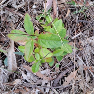 Viburnum tinus at Watson, ACT - 12 Jun 2023 11:58 AM