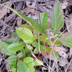 Viburnum tinus at Watson, ACT - 12 Jun 2023 11:58 AM