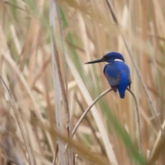 Ceyx azureus (Azure Kingfisher) at Lake Burley Griffin West - 12 Jun 2023 by TomW