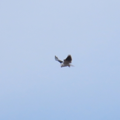 Elanus axillaris (Black-shouldered Kite) at Molonglo Valley, ACT - 12 Jun 2023 by BenW