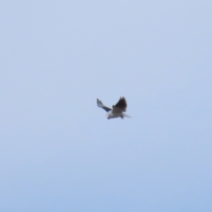 Elanus axillaris (Black-shouldered Kite) at Molonglo Valley, ACT - 12 Jun 2023 by TomW