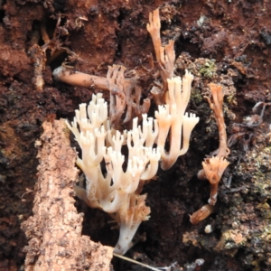 Artomyces sp. at Paddys River, ACT - 12 Jun 2023