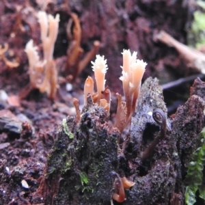 Artomyces sp. at Paddys River, ACT - 12 Jun 2023