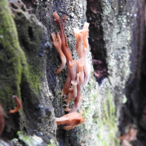 Artomyces sp. at Paddys River, ACT - 12 Jun 2023