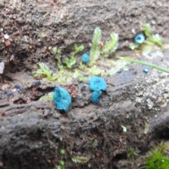 Chlorociboria (An elfcup fungus) at Paddys River, ACT - 12 Jun 2023 by HelenCross