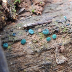 Chlorociboria at Paddys River, ACT - 12 Jun 2023