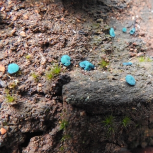 Chlorociboria at Paddys River, ACT - 12 Jun 2023