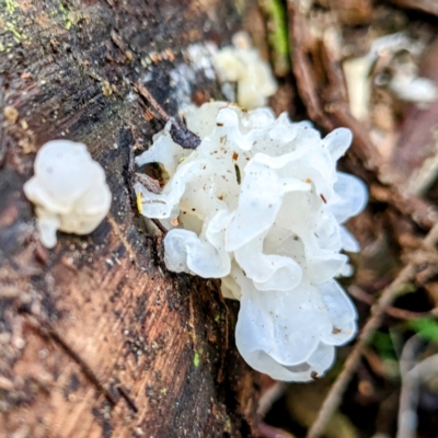 Tremella fuciformis (Snow Fungus) at Paddys River, ACT - 12 Jun 2023 by HelenCross