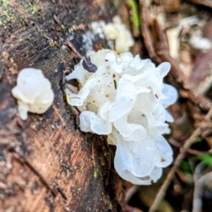 Tremella fuciformis (Snow Fungus) at Paddys River, ACT - 12 Jun 2023 by HelenCross
