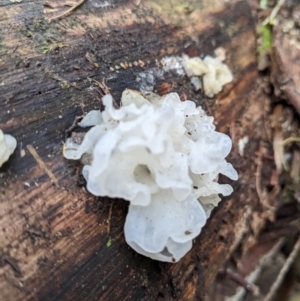 Tremella fuciformis at Paddys River, ACT - 12 Jun 2023