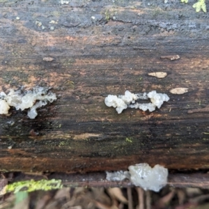 Tremella fuciformis at Paddys River, ACT - 12 Jun 2023