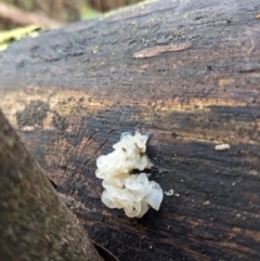 Tremella fuciformis at Paddys River, ACT - 12 Jun 2023