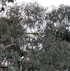 Polytelis swainsonii (Superb Parrot) at Acton, ACT - 10 Jun 2023 by patrick25