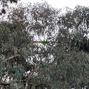 Polytelis swainsonii at Acton, ACT - suppressed