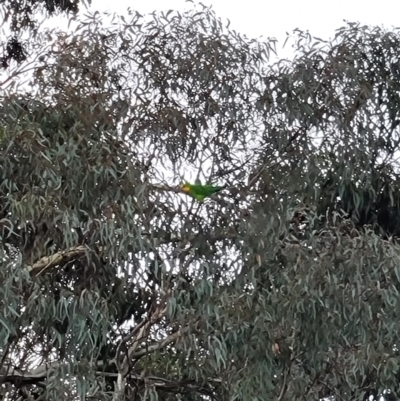 Polytelis swainsonii (Superb Parrot) at Acton, ACT - 10 Jun 2023 by patrick25