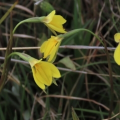 Diuris subalpina (Small Snake Orchid) at Top Hut TSR - 30 Oct 2021 by AndyRoo