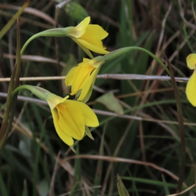 Diuris subalpina (Small Snake Orchid) at Dry Plain, NSW - 30 Oct 2021 by AndyRoo