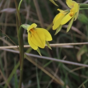 Diuris subalpina at Dry Plain, NSW - suppressed