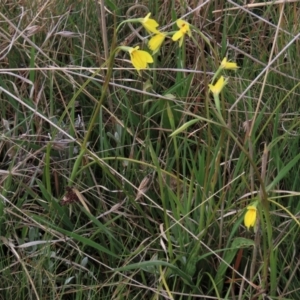 Diuris subalpina at Dry Plain, NSW - suppressed