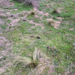 Nassella trichotoma (Serrated Tussock) at Watson, ACT - 12 Jun 2023 by abread111