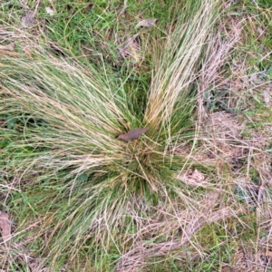 Nassella trichotoma at Watson, ACT - 12 Jun 2023