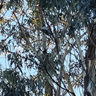 Callocephalon fimbriatum (Gang-gang Cockatoo) at Sullivans Creek, Acton - 10 Jun 2023 by patrick25