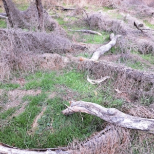 Galium aparine at Watson, ACT - 12 Jun 2023