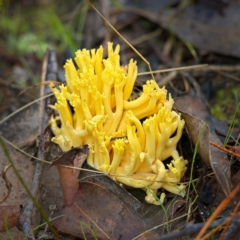 Ramaria sp. (A Coral fungus) at Denman Prospect, ACT - 11 Jun 2023 by Kenp12