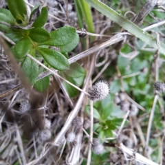 Galium aparine at Watson, ACT - 12 Jun 2023