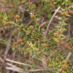 Acacia gunnii (Ploughshare Wattle) at Black Mountain - 12 Jun 2023 by pinnaCLE