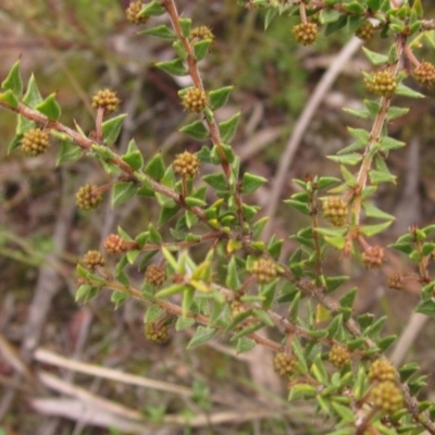 Acacia gunnii (Ploughshare Wattle) at Molonglo Valley, ACT - 12 Jun 2023 by pinnaCLE