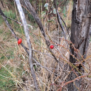 Rosa rubiginosa at Watson, ACT - 12 Jun 2023 11:24 AM