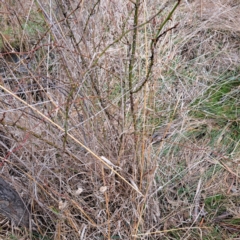 Rosa rubiginosa at Watson, ACT - 12 Jun 2023